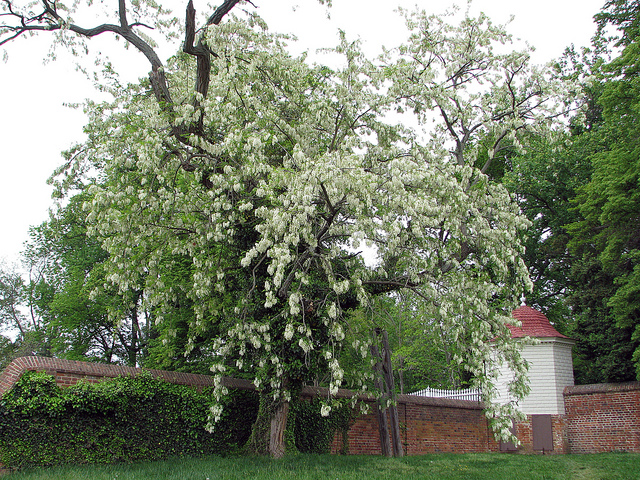 แบล็กโลคัส (แคฝรั่ง) - Black Locust Tree