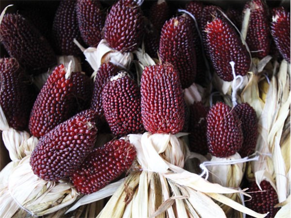 ข้าวโพดป๊อปคอร์นสตรอเบอรี่สีแดง - Red Strawberry Popcorn