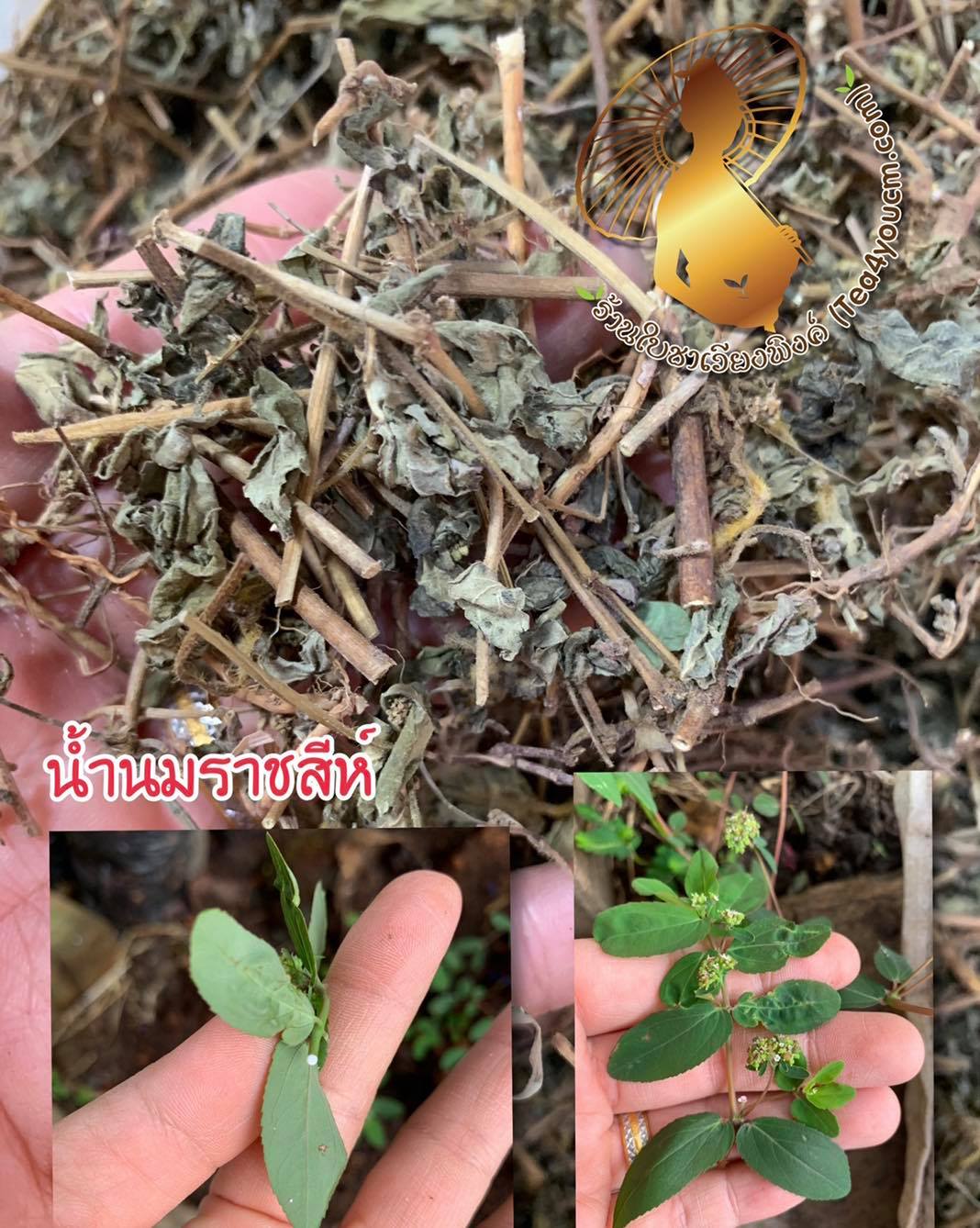 ชาน้ำนมราชสีห์ (ใบชาเวียงพิงค์) Garden spurge ขนาด 50 ซองชา สมุนไพรน้ำนมราชสีห์ บรรเทาอาการน้ำในหูไม่เท่ากัน เวียนหัว บ้านหมุน ช่วยกระตุ้นระบบภูมิคุ้มกันในร่างกาย