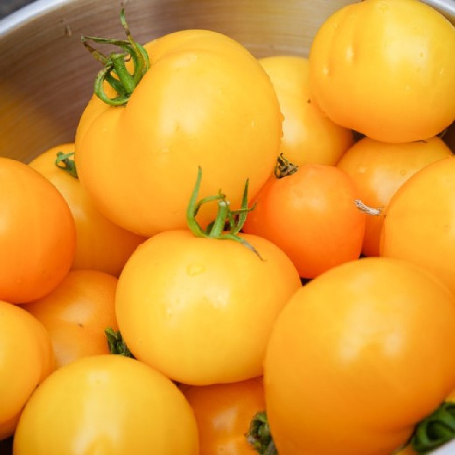 มะเขือเทศจูบิลีสีทอง - Golden Jubilee Tomato