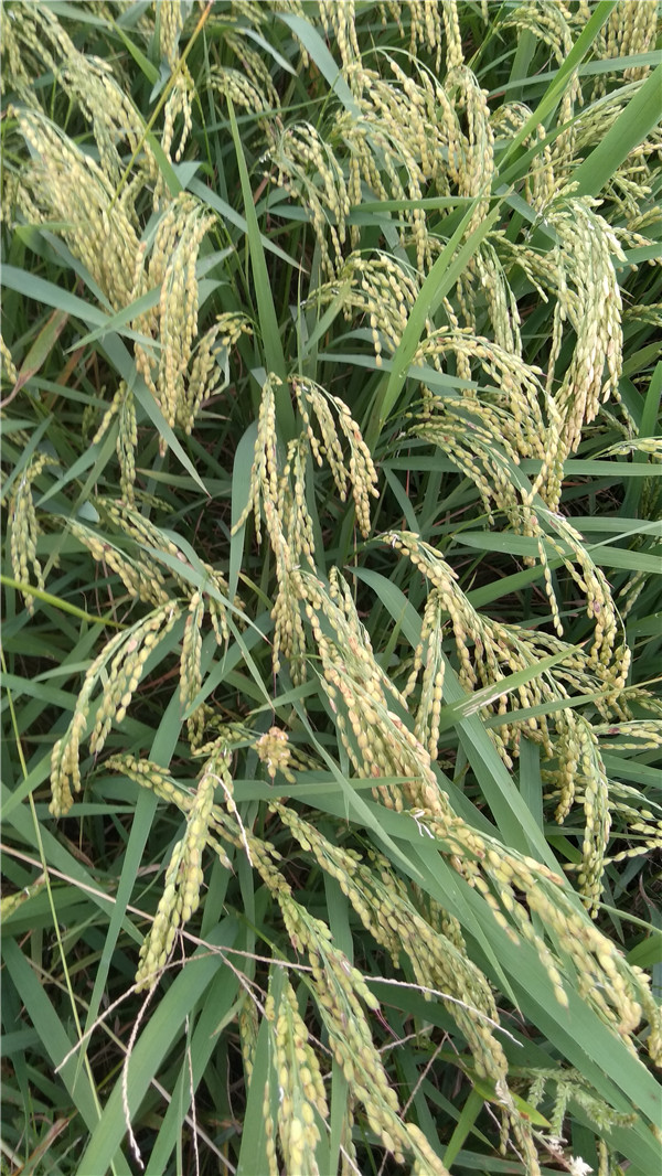 ข้าวญี่ปุ่นไข่มุกดำ (เมล็ดสีดำ หายาก) - Black Pearl Japanese Rice