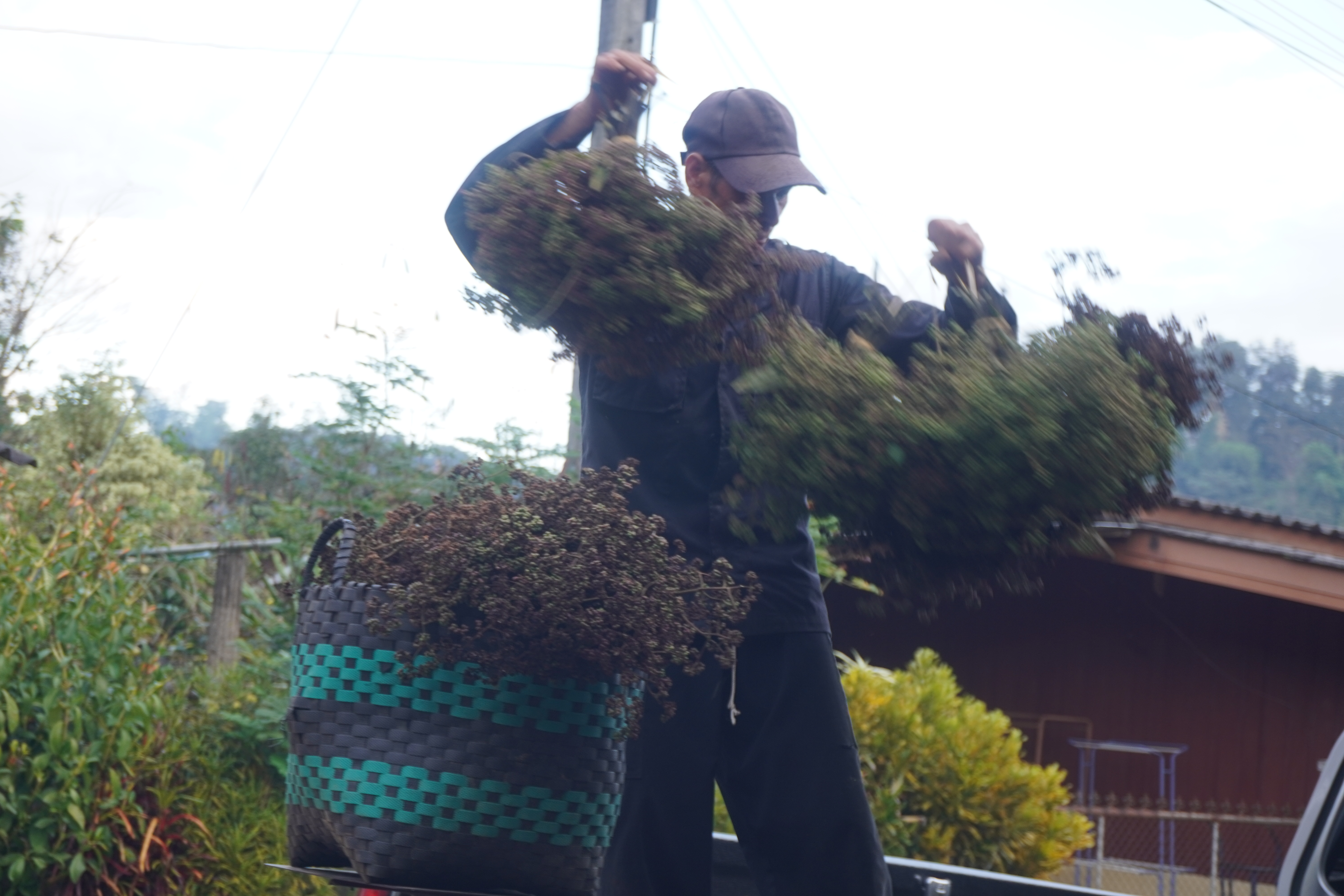 มะแขว่นติดก้าน 100g 🌿 จากยอดดอยเชียงใหม่ เครื่องเทศลาบ แกงฮังเล น้ำพริกอ่อง ไส้อั่ว อาหารล้านนาแท้ ชาวเหนือ ลูกระมาศ หมากมาศตากแห้ง | Zanthoxylum Limonella 100g Chiang Mai Mountain Spice For Larb Hang Le Nam Prik Ong Sai Ua Northern Thai Food