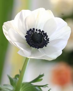 อะนีโมนี - Anemone