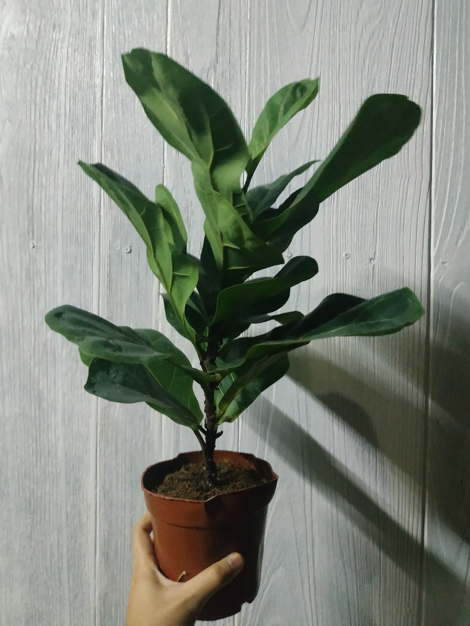 ต้นไทรใบสัก - Fiddle Fig (Ficus lyrata)