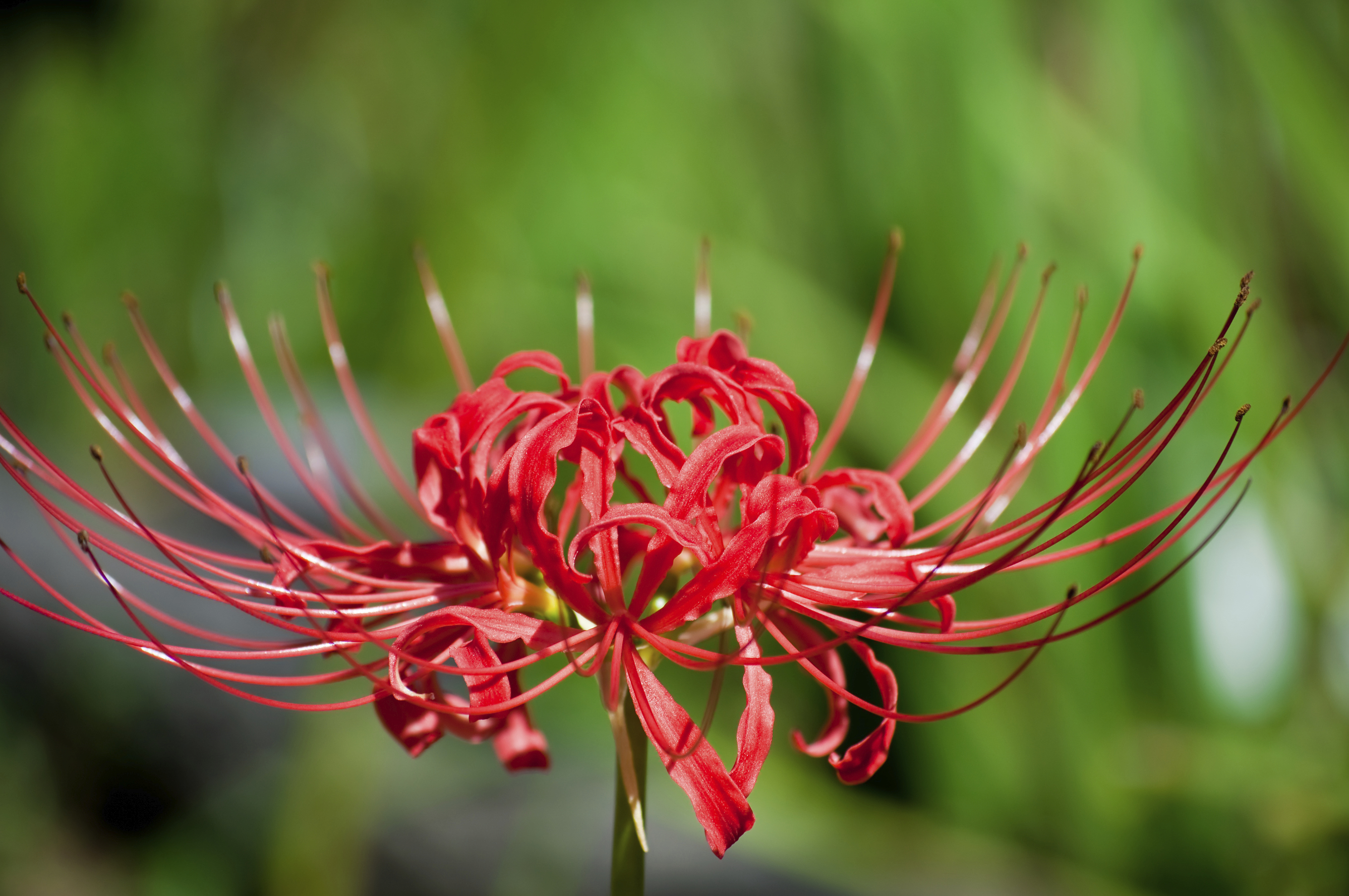 หัวลิลลี่แมงมุมคละสี (ฮิกังบานะ) - Spider Lily (Lycoris Radiata) 4 หัว