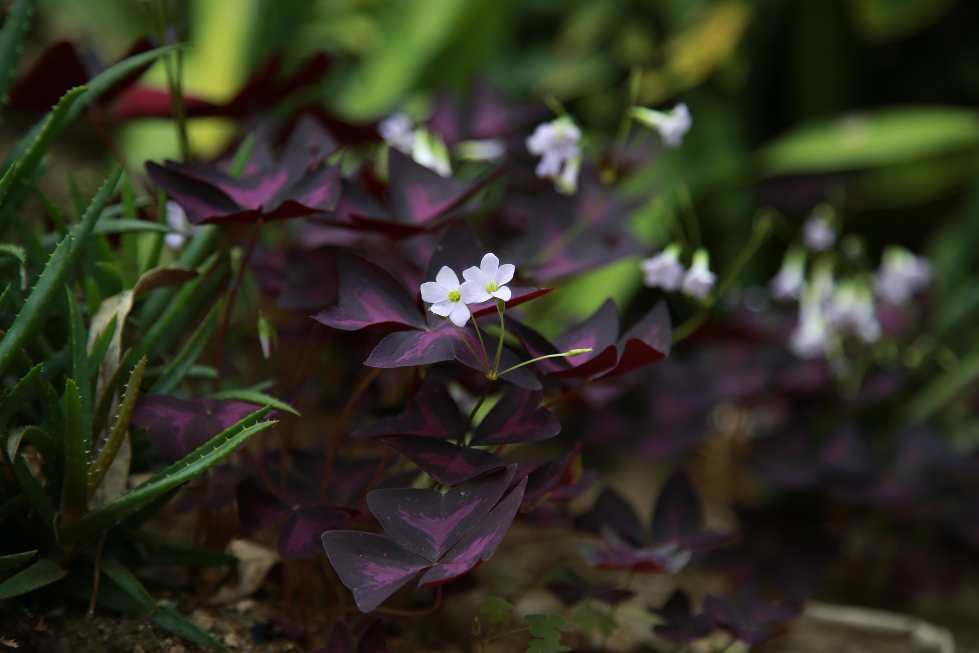 รากผีเสื้อราตรีสีม่วง - Oxalis triangularis 20 กรัม
