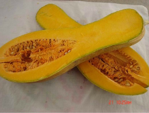 ฟักทองฮันนี่ - Honey Pumpkin