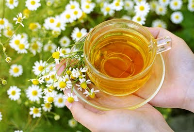 คาโมมายล์เยอรมัน - German Chamomile