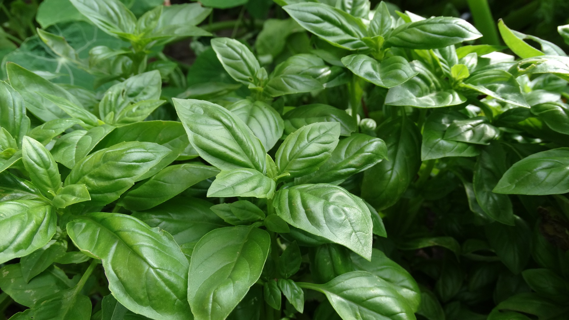 โหระพาฝรั่ง - Sweet Basil