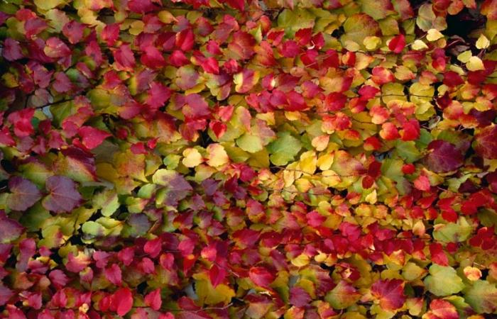 ไอวี่บอสตัน - Boston Ivy