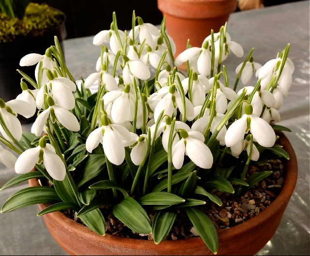 สโนว์ดรอป - Galanthus woronowii