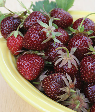 สตรอเบอรี่เพอเพิ้ลวันเดอร์ - Purple Wonder Strawberry