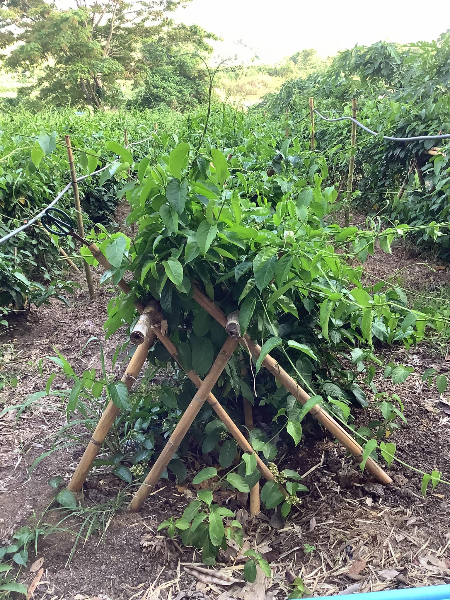 เชียงดา 100% จากเชียงใหม่ เชียงบด ผงเชียงดา ขนาด 1 กิโลกรัม Gymnema Powder ใบเชียงดาบด ได้รับเครื่องหมาย ประทับตรา NFI ผักเชียงดาปลอดสาร ไม่ผสมสมุนไพรตัวอื่นๆ เหมาะสำหรับผู้ที่มีปัญหา เบาหวาน ความดันโลหิตสูง ไขมันพอกตับ ไขมันในเส้นเลือด