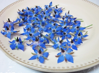 โบราจ - Borage (ดอก ใบ ทานได้)