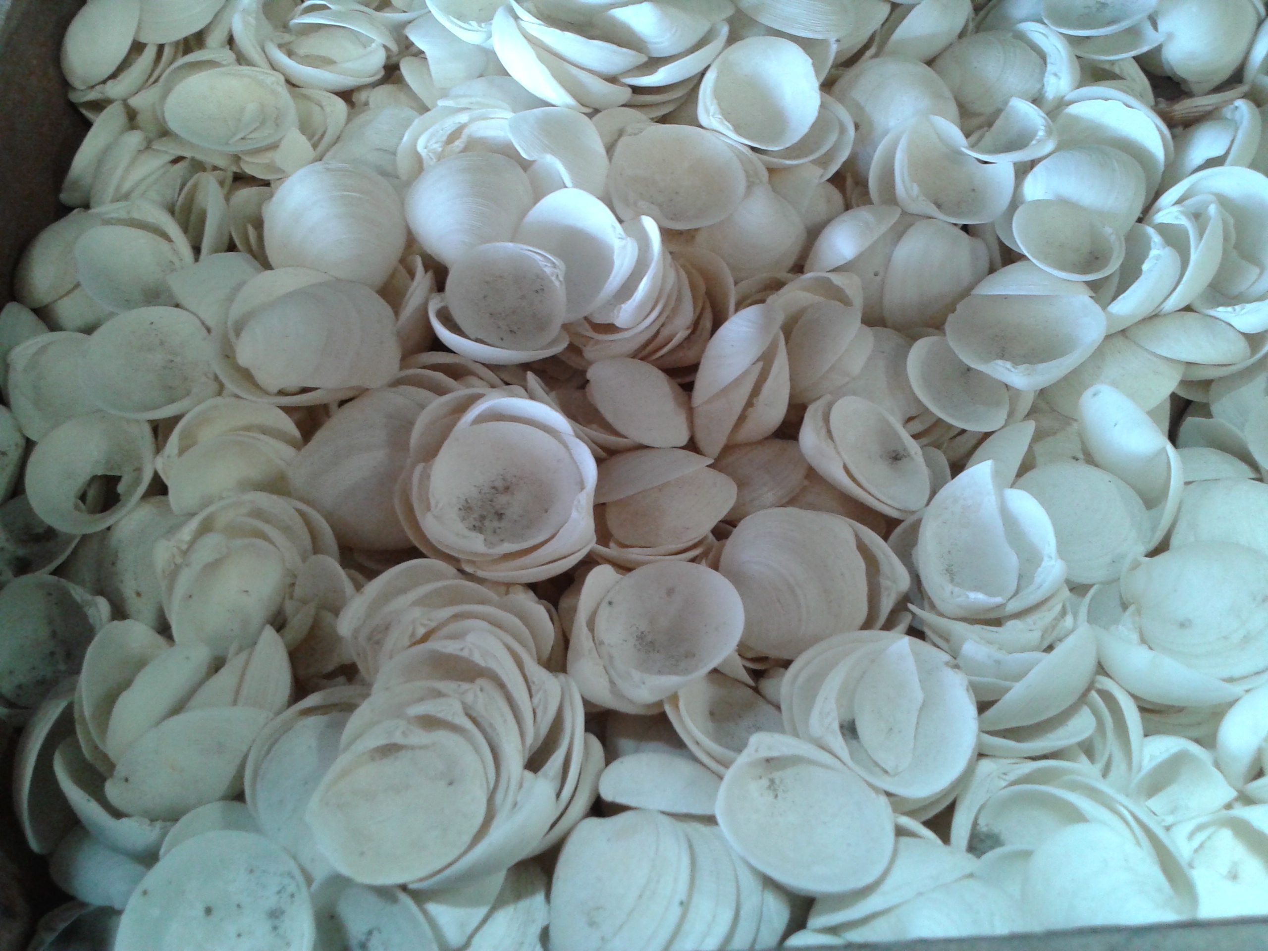 เปลือกหอยพอกชั่งกิโล