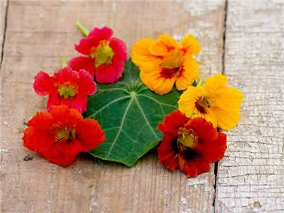 นัซเทอร์เที่ยมคละสี (ดอก ใบ ทานได้) - Mixed Nasturtium (Tropaeolum nanum)