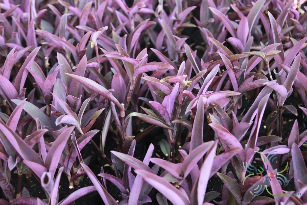 กิ่งสดต้นหัวใจสีม่วง - Purple Heart (Setcreasea purpurea) 6 กิ่ง
