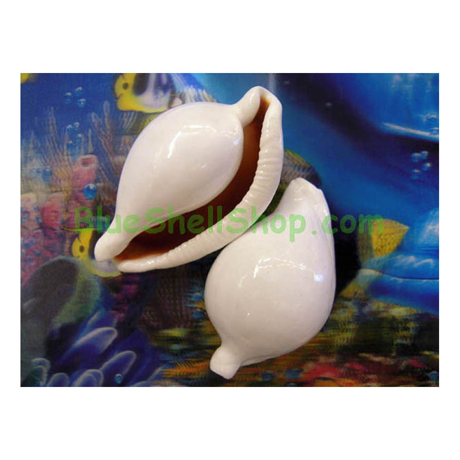 เปลือกหอยเบี้ยขาวไข่หอยสะสม