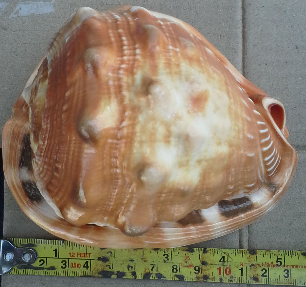 เปลือกหอยเท้าช้างอินเดีย