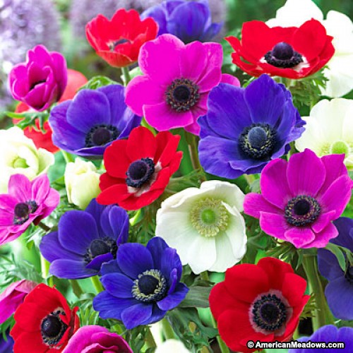 อะนีโมนี - Anemone