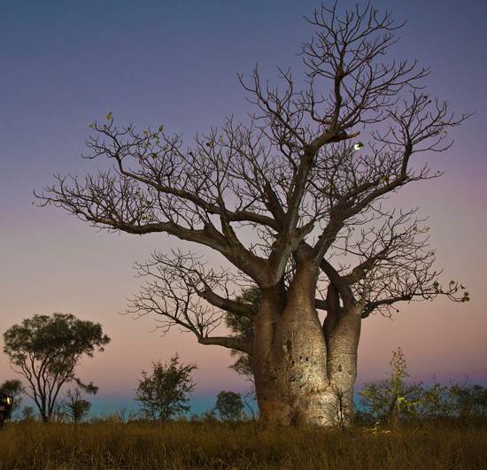 เบาบับ - Baobab (Adansonia)