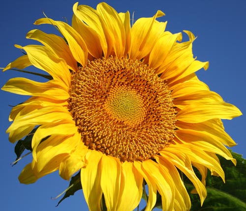 ทานตะวันเกรย์สตริป - Grey Strip Sunflower
