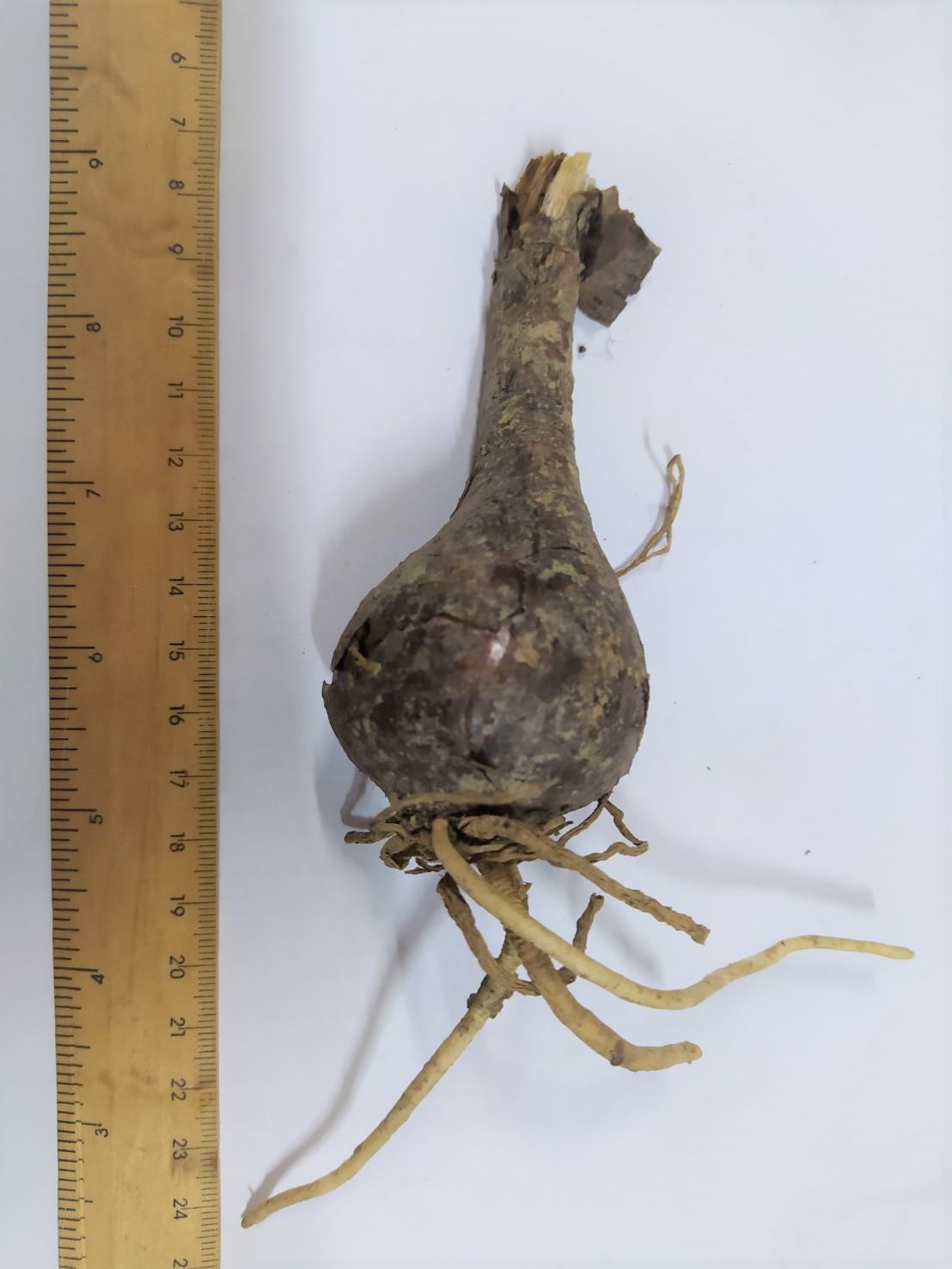 หัวลิลลี่แมงมุมสีพีช - Pink Peach Spider Lily (Lycoris Sp.) 1 หัว