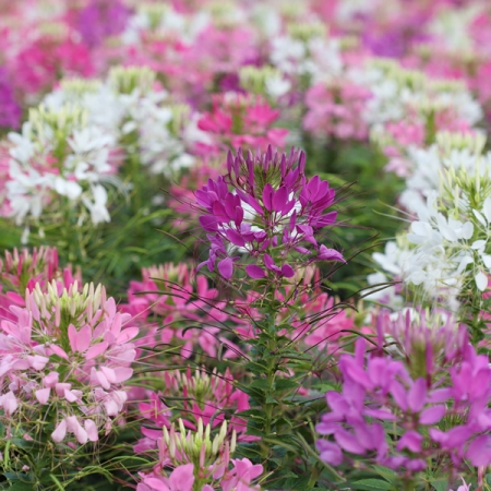 ผักเสี้ยนฝรั่งคละสี - Mixed Cleome