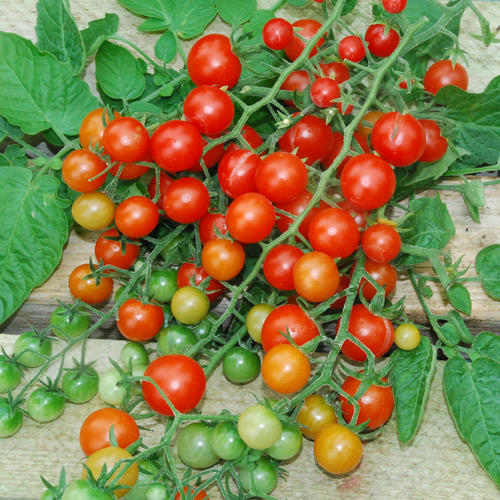 มะเขือเทศเคอเร้นท์สีแดง - Red Currant Tomato