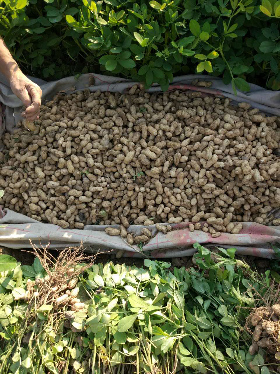 ถั่วลิสงผิวดำ - Black Peanut