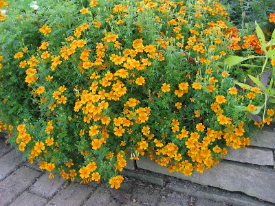 ดาวเรืองแทงเกอรีนเจ็ม - Tangerine Gem Tagetes
