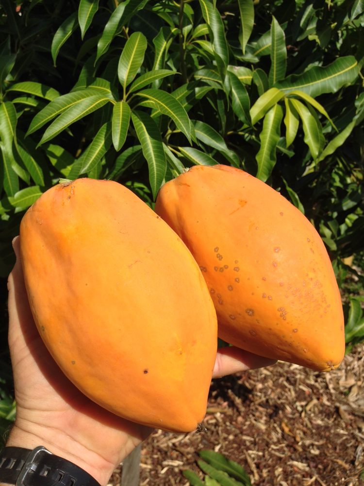 มะละกอแอฟริกาสีทอง - African Gold Papaya