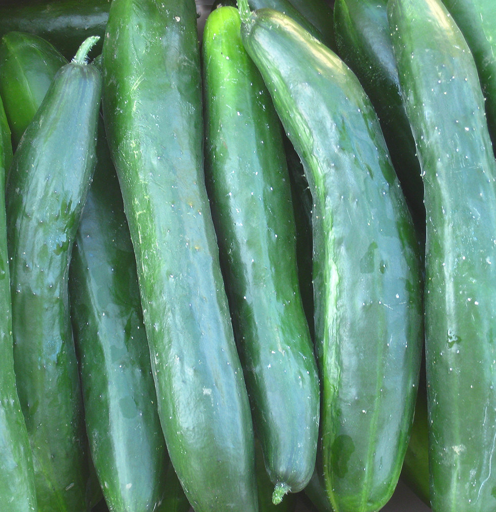 แตงกวาญี่ปุ่นชินโตคิวะ - Shintokiwa Japanese Cucumber