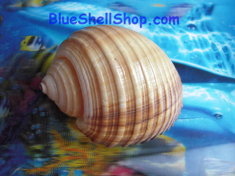 หอยโข่งน้ำตาล