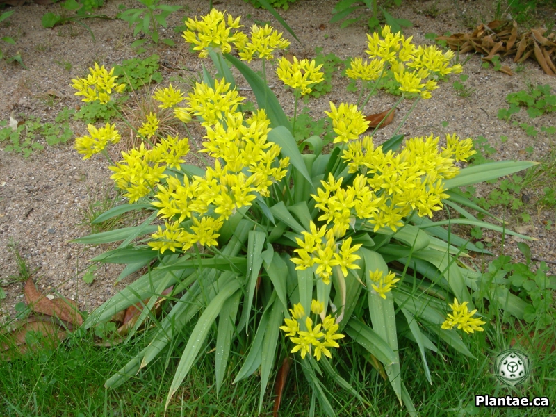 อัลเลี่ยมโมลี่ - Allium moly