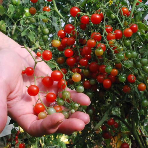มะเขือเทศสวีทพีเคอเร้นท์ - Sweet Pea Currant Tomato