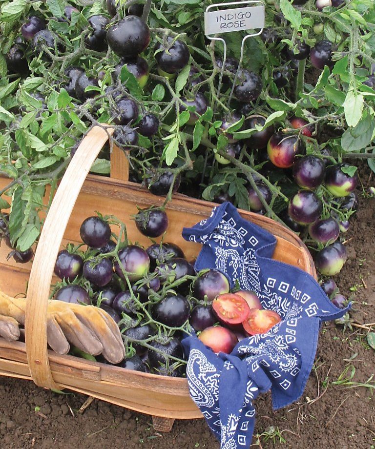 มะเขือเทศอินดิโกโรส - Indigo Rose Tomato