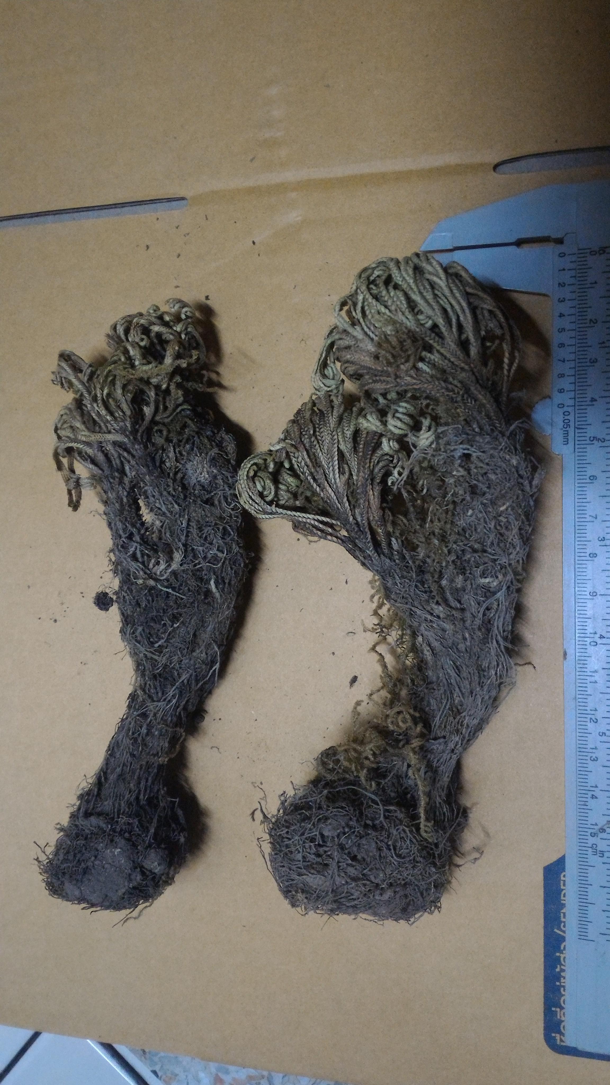 กุหลาบแวมไพร์ - Rose of Jericho (แบบต้น)