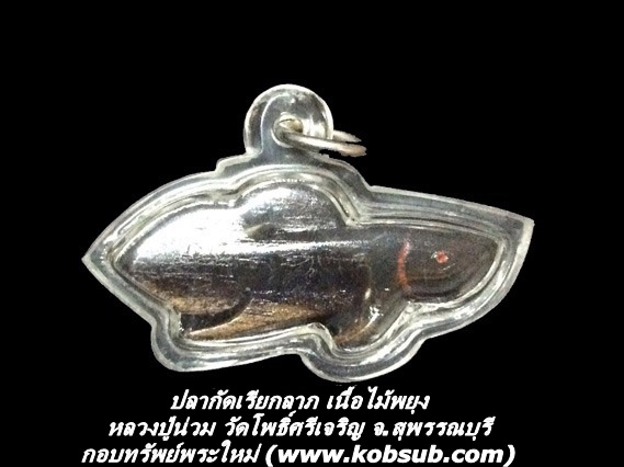ปลากัด เนื้อไม้พยุง หลวงปู่น่วม วัดโพธิ์ศรีเจริญ