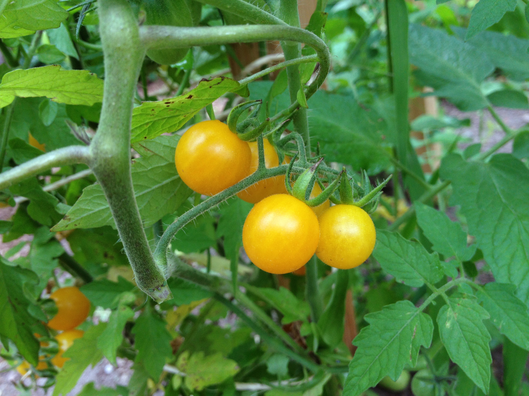 มะเขือเทศเคอเร้นท์สีเหลือง - Yellow Currant Tomato