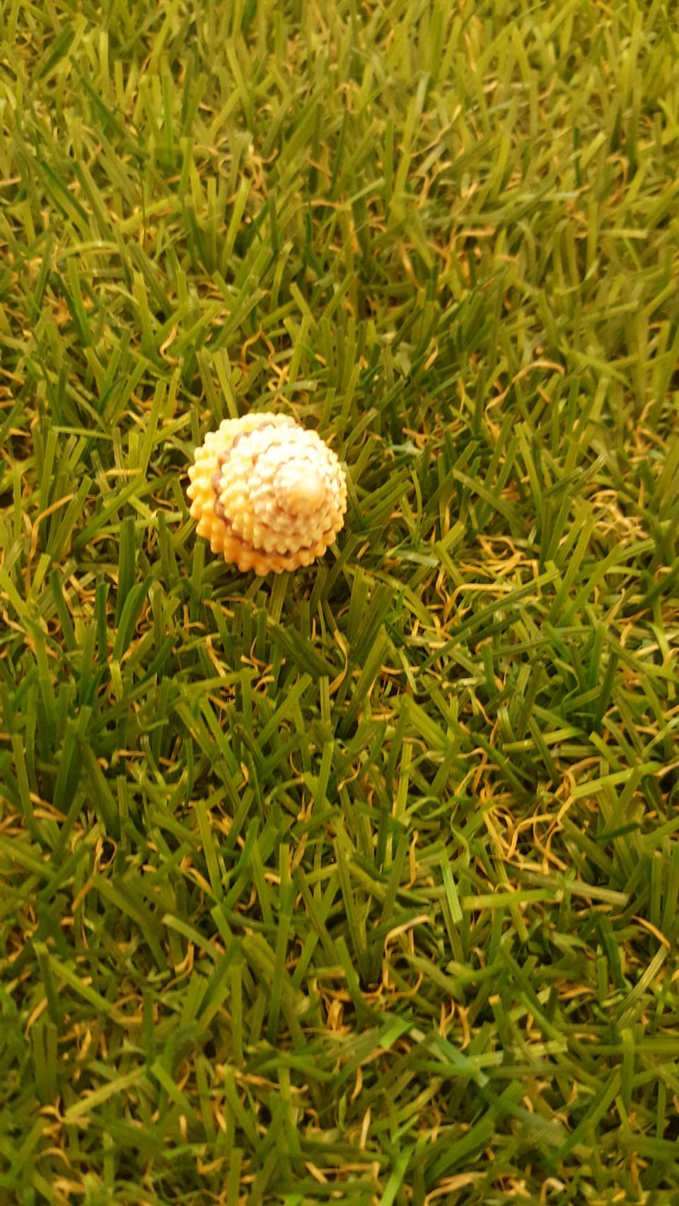 เปลือกหอยสะสมหอยนมสาวจิ๋ว