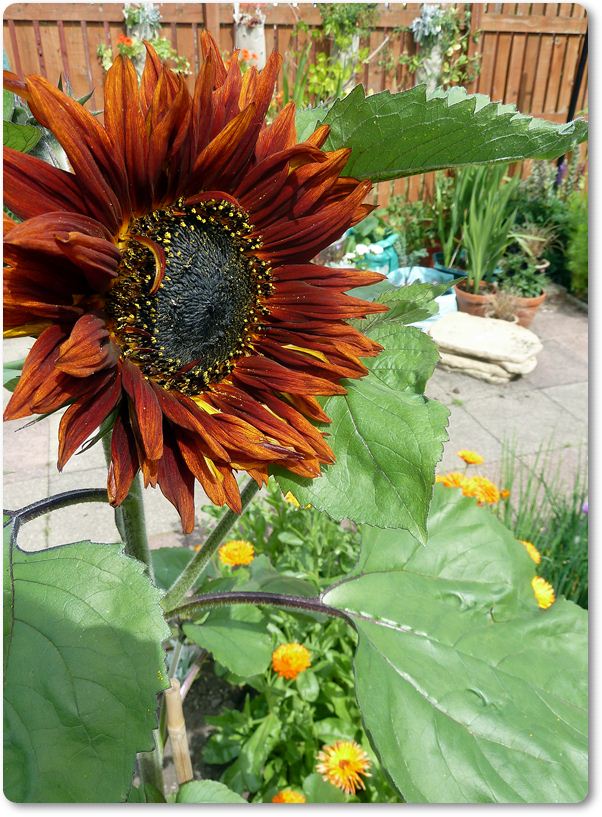 ทานตะวันสีแดงกำมะหยี่ - Velvet Queen Sunflower