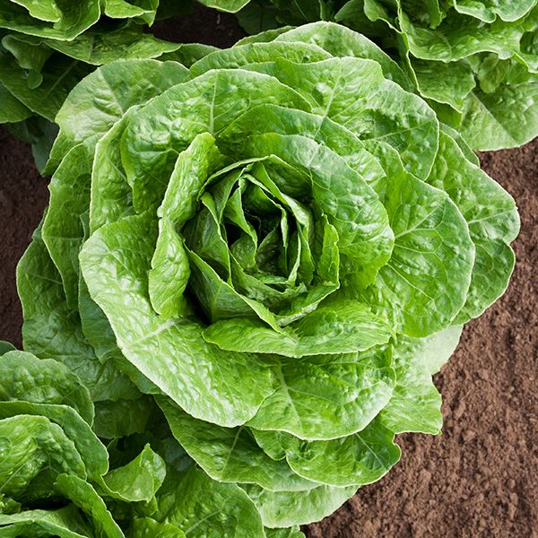 ผักสลัดห่อปารีสไอซ์แลนด์ - Parris Island Lettuce