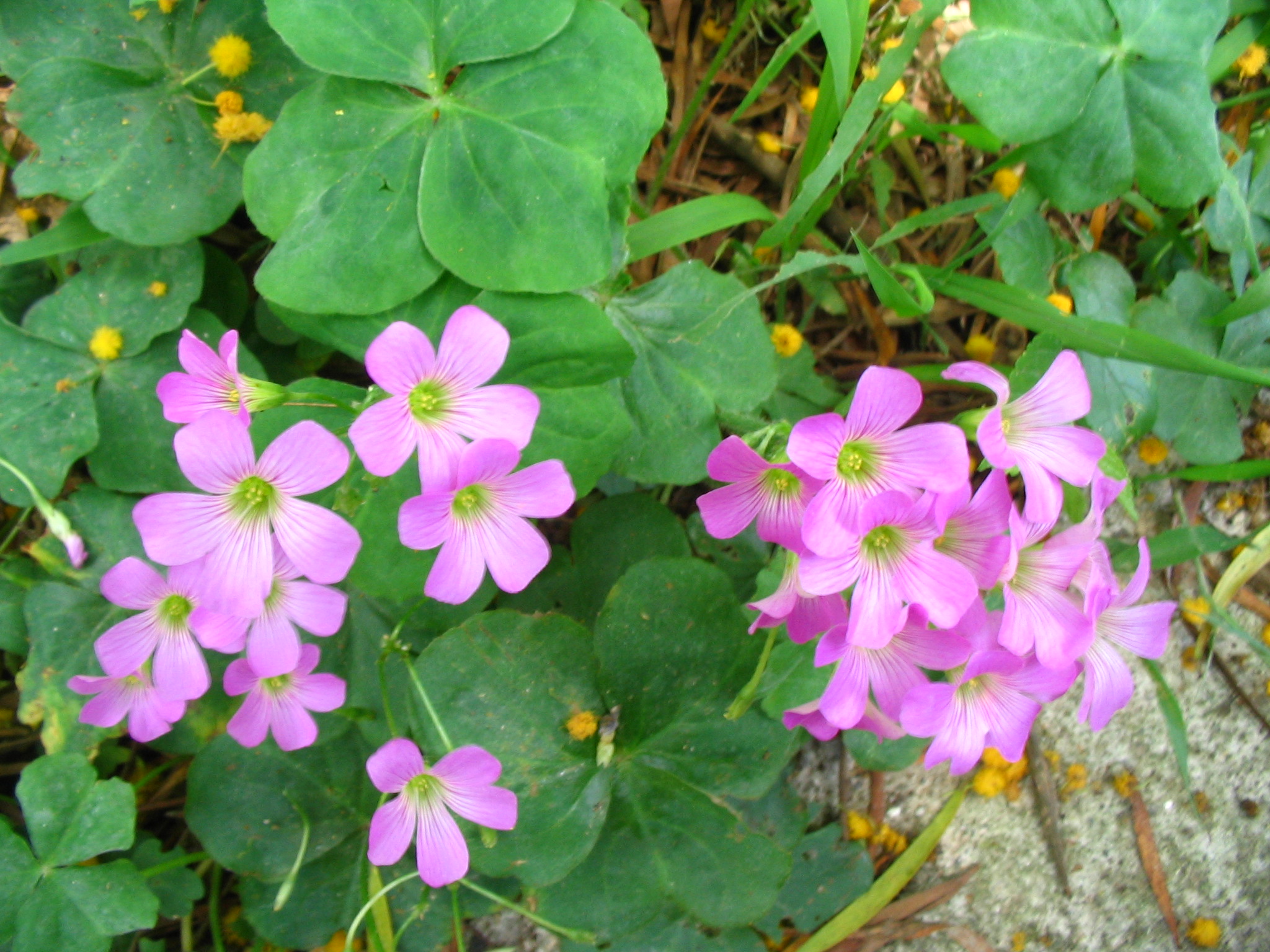 รากผักแว่นดอย - Oxalis corymbosa 50 กรัม