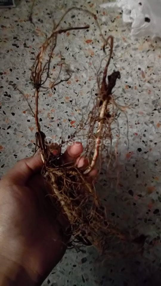 ลิลลี่หุบเขาสีขาว - White Lily of the Valley 2 ราก