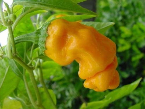 พริกกระจู๋สีเหลือง - Yellow Peter Pepper
