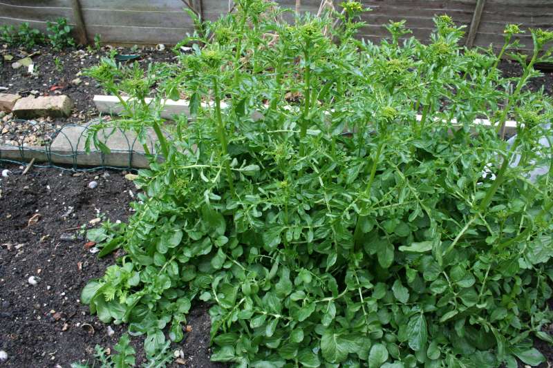 เครสอเมริกาอัพแลนด์ - Barbarea verna Upland Cress