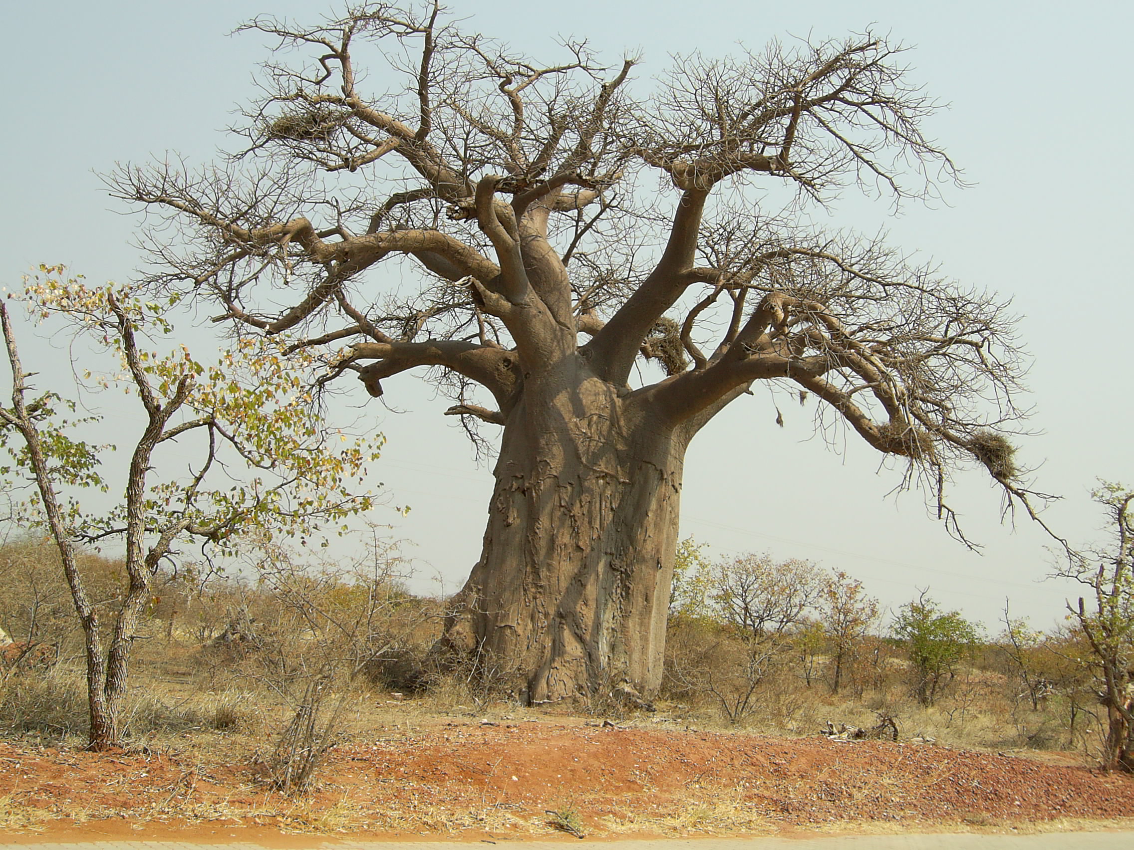 เบาบับ - Baobab (Adansonia)