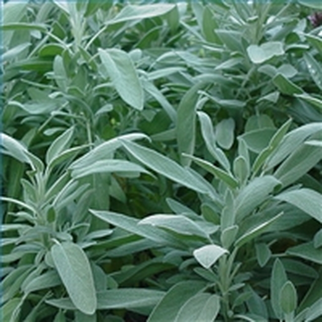 เสจสเปน - Spanish Sage