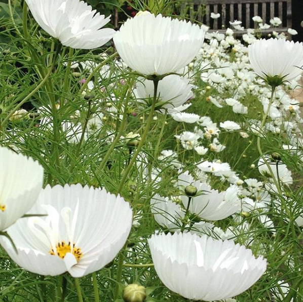 ดาวกระจายคัพเค้กสีขาว - Cupcakes White Cosmos